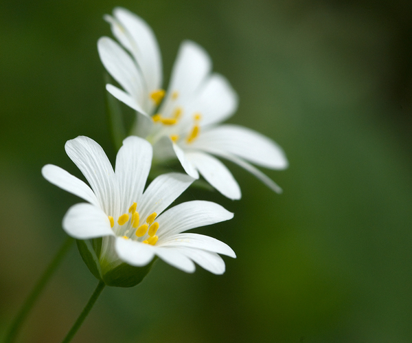 Stellaria holostea