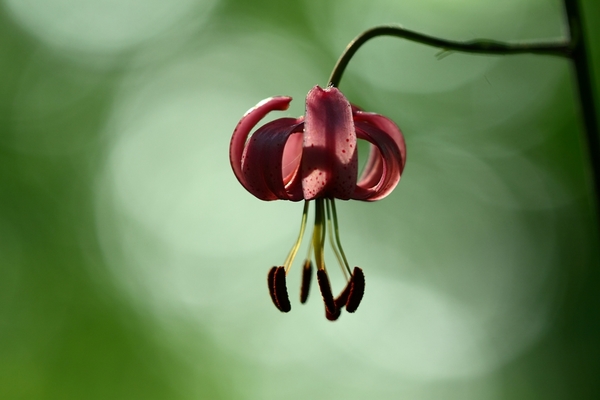 Turbánliliom ellenfényben