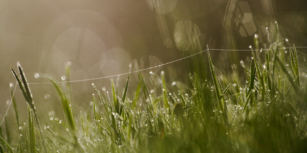 Hangyák villanydrótja