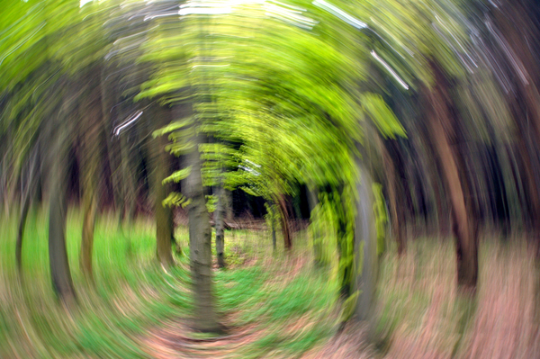 Lombosodó tavaszi erdő 