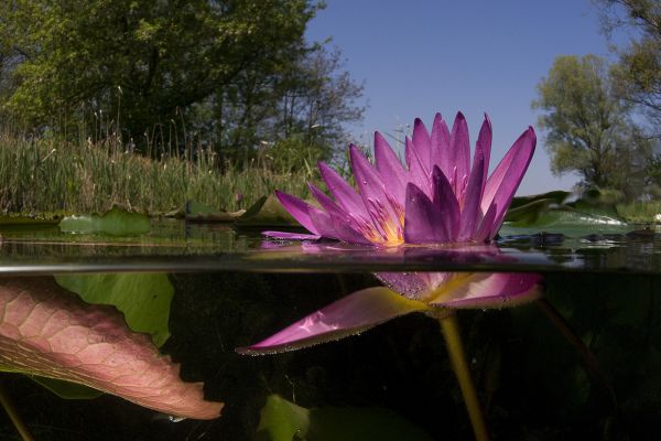 Vörös tündérrózsa