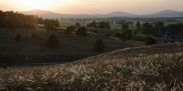 Árvalányhajas alkonyat