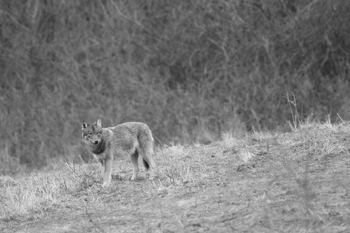 Kalmár Lajos Gábor