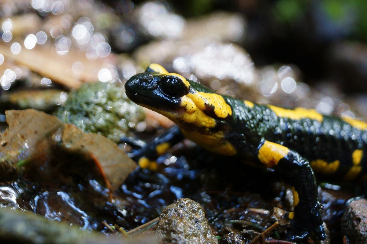 Kalmár Lajos Gábor