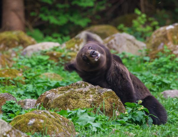 Mikor beüt a házi szilva, de próbálsz figyelni!
