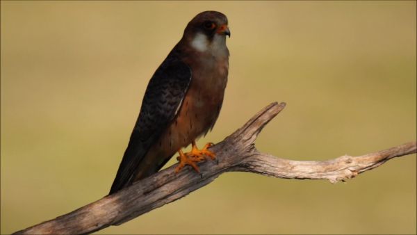 Amikor mindenhol viszket...