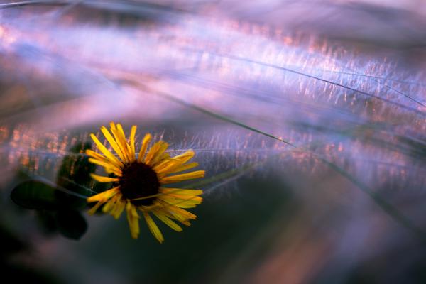 Az árvalányhaj ölelése