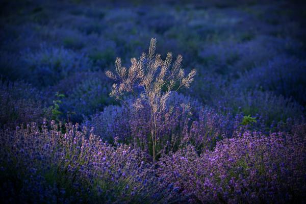 Fényből született