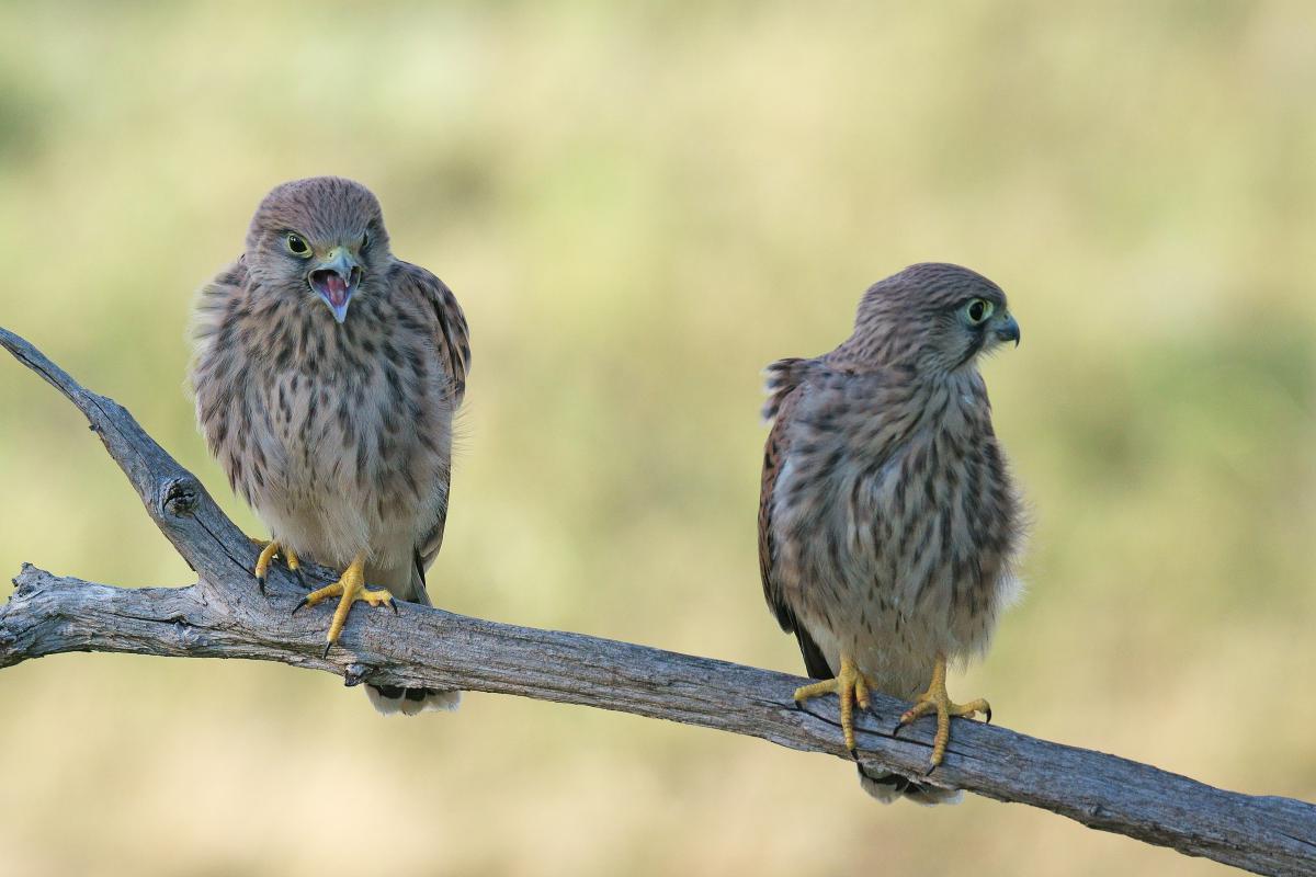 Kalmár Lajos Gábor