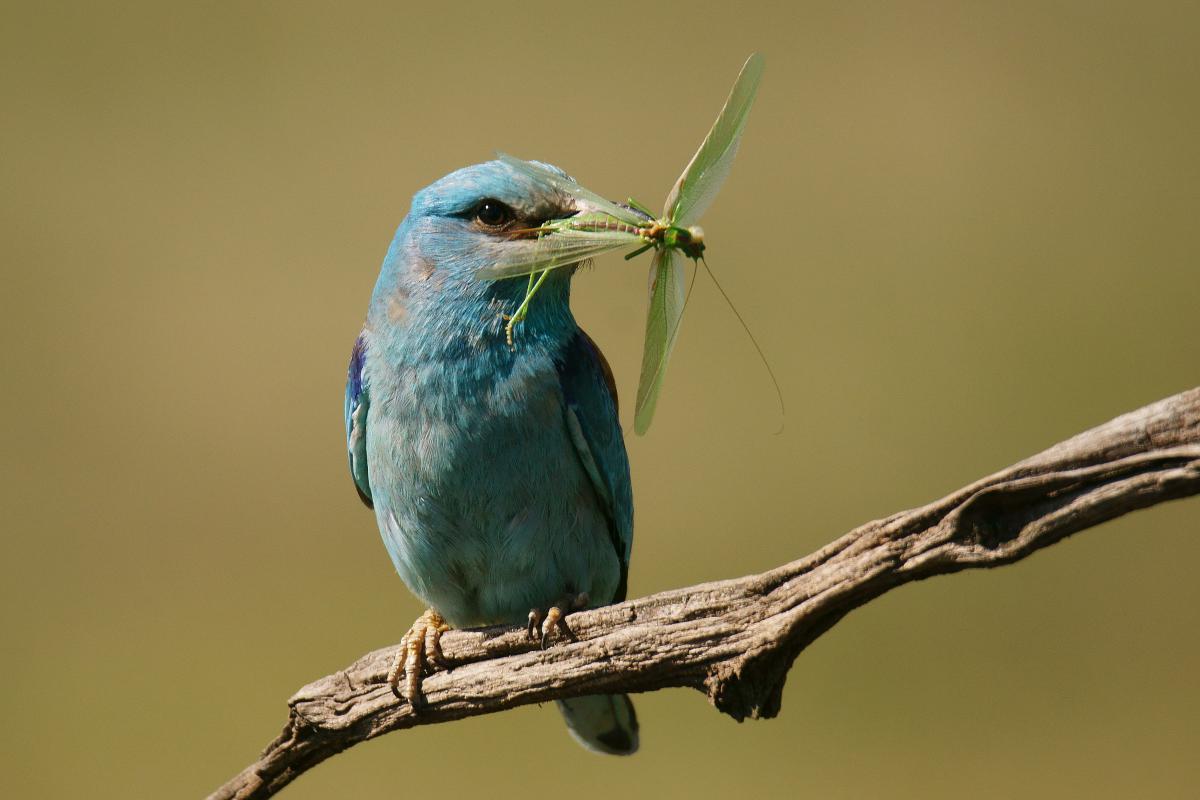 Kalmár Lajos Gábor