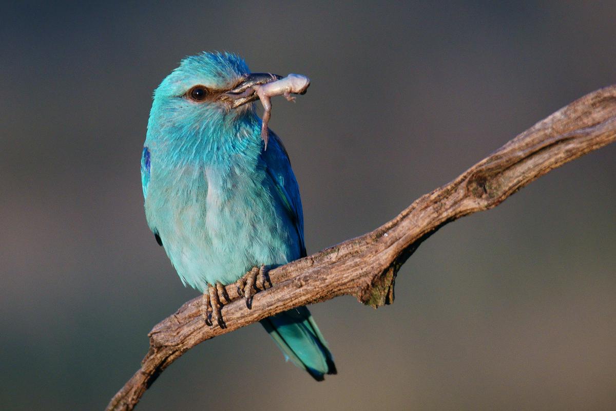 Kalmár Lajos Gábor