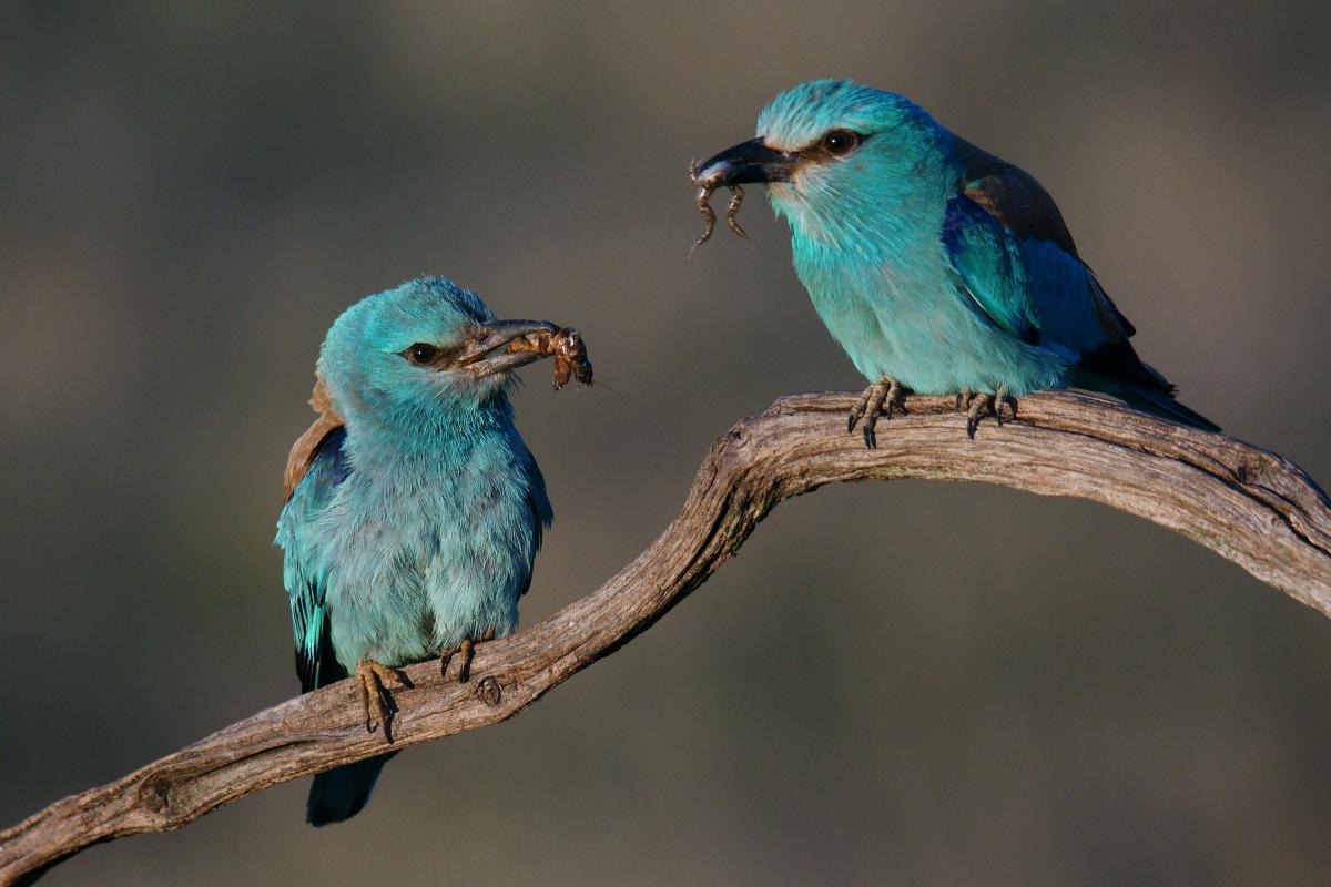 Kalmár Lajos Gábor