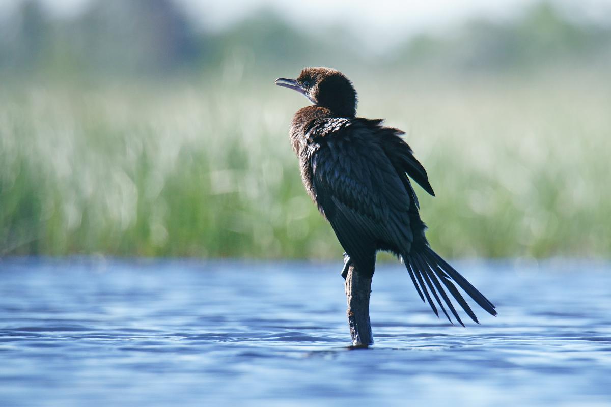 Kalmár Lajos Gábor