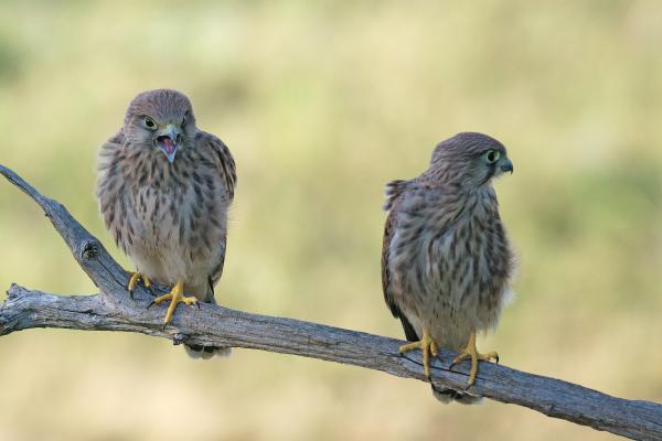 Vajon, melyik a lány??