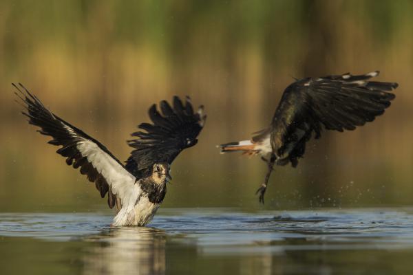 Rövidtávú kapcsolás