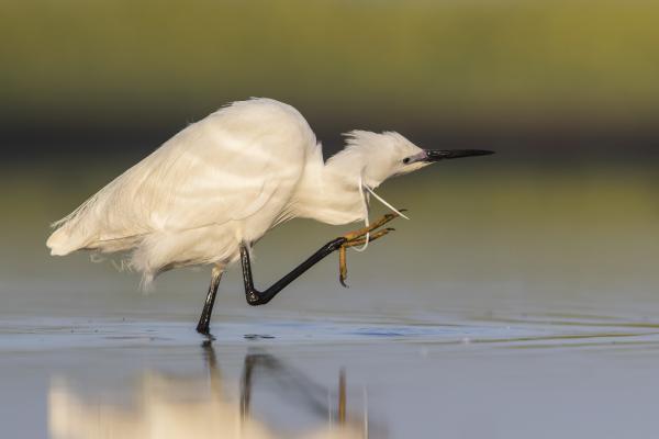 Kevés haj...ritkás fésű