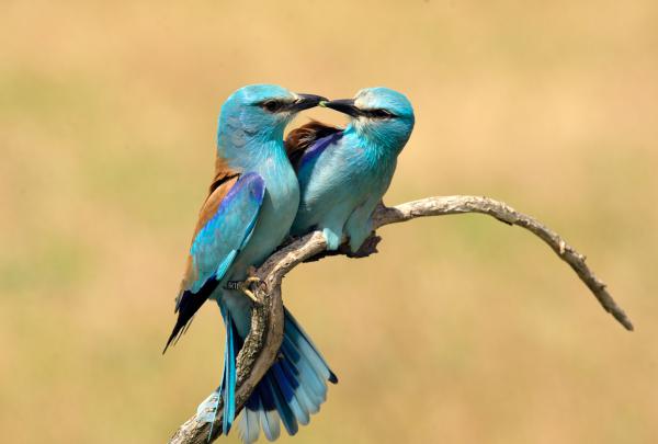 Téged választalak !