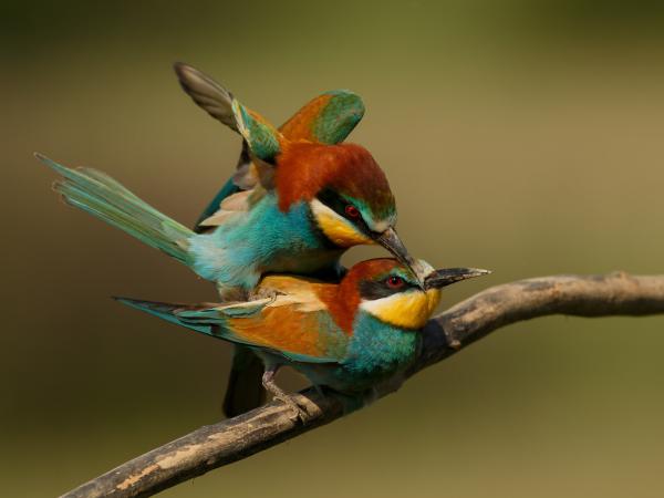 A vágy szorításában