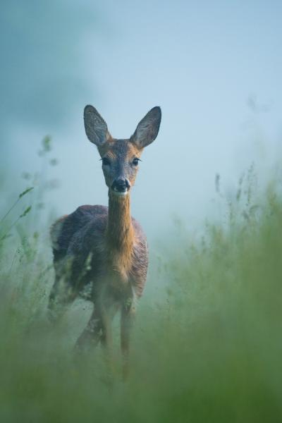 Köd előttem, köd utánam...