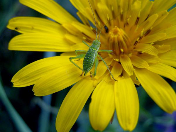 A sárga szirmok között