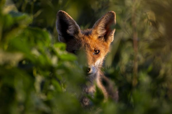 Még a szeme se áll jól!