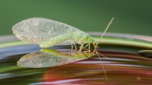 Tükröm-tükröm... Tükröm-tükröm...