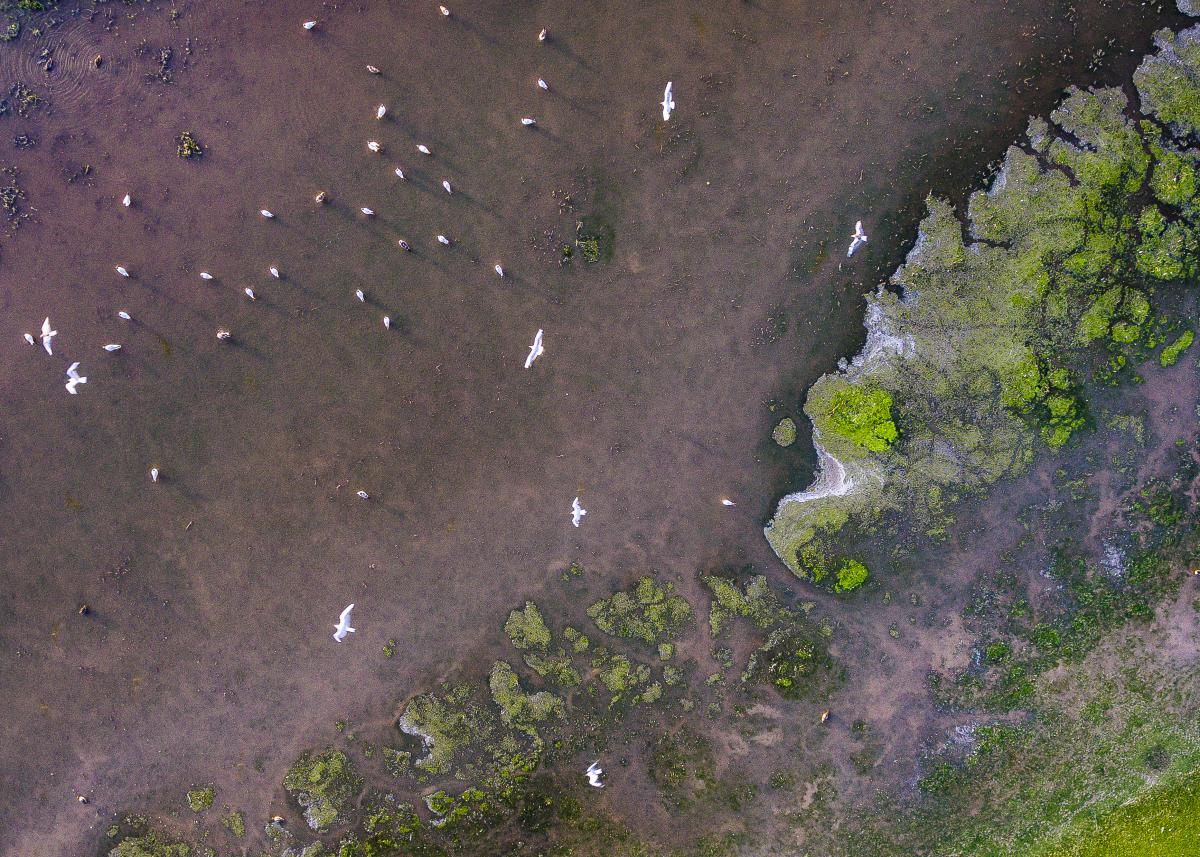 Koncz-Bisztricz Tamás