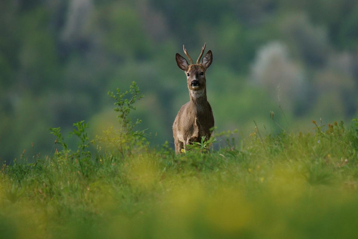Kalmár Lajos Gábor