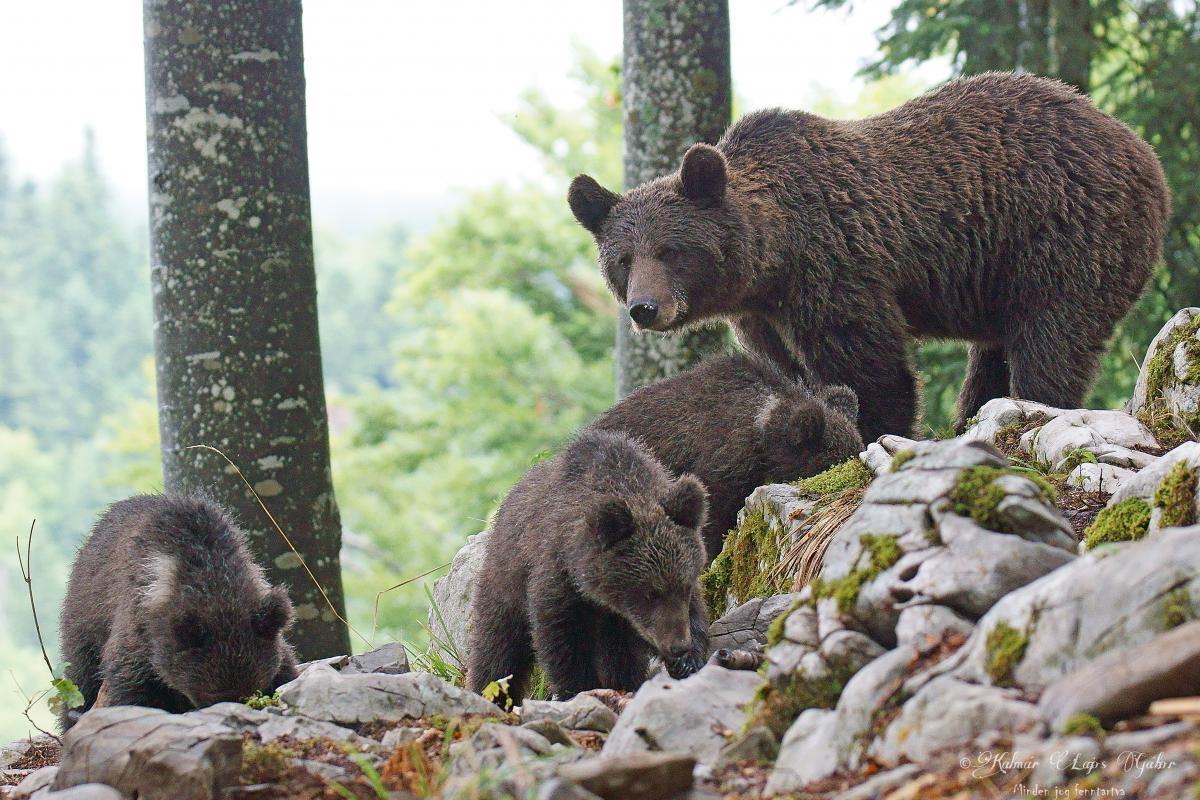 Kalmár Lajos Gábor
