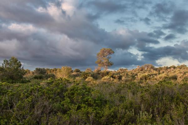 Itt él a baleári poszáta