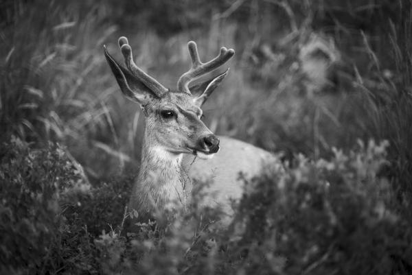 Barátságos látogatás