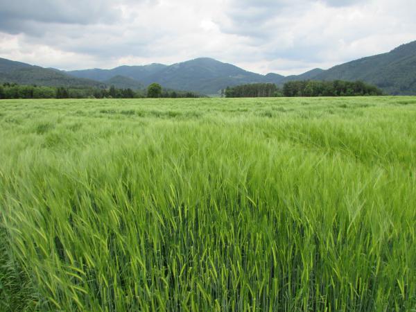 Mindennapi kenyerünk