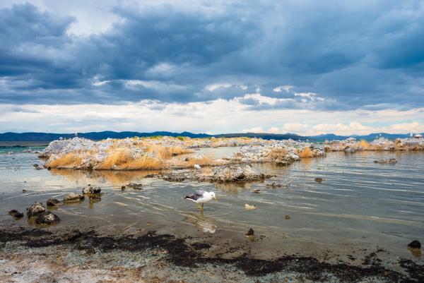 Viharos szelek borzolják a tollakat