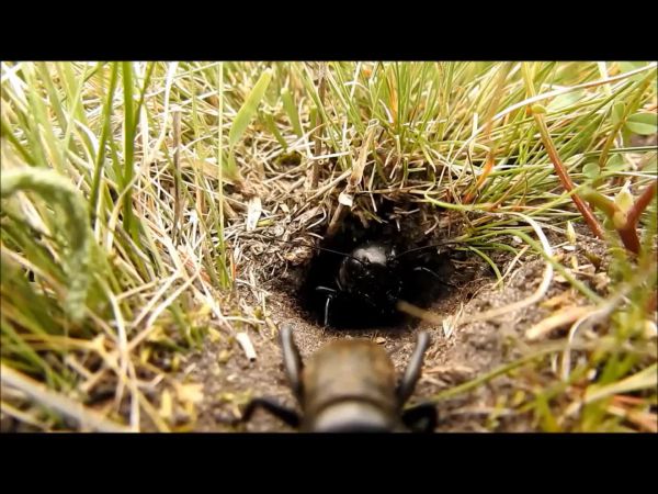 A mezei tücskök élete