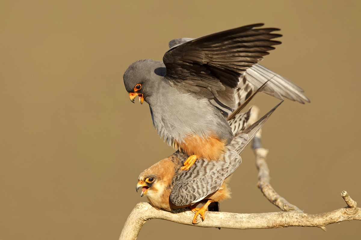 Bernáth Sándor dr.