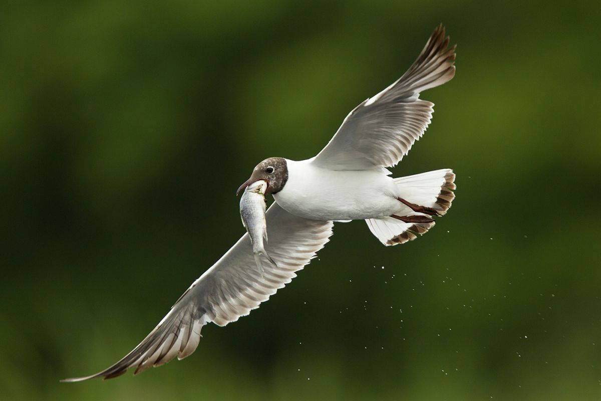 Bernáth Sándor dr. 