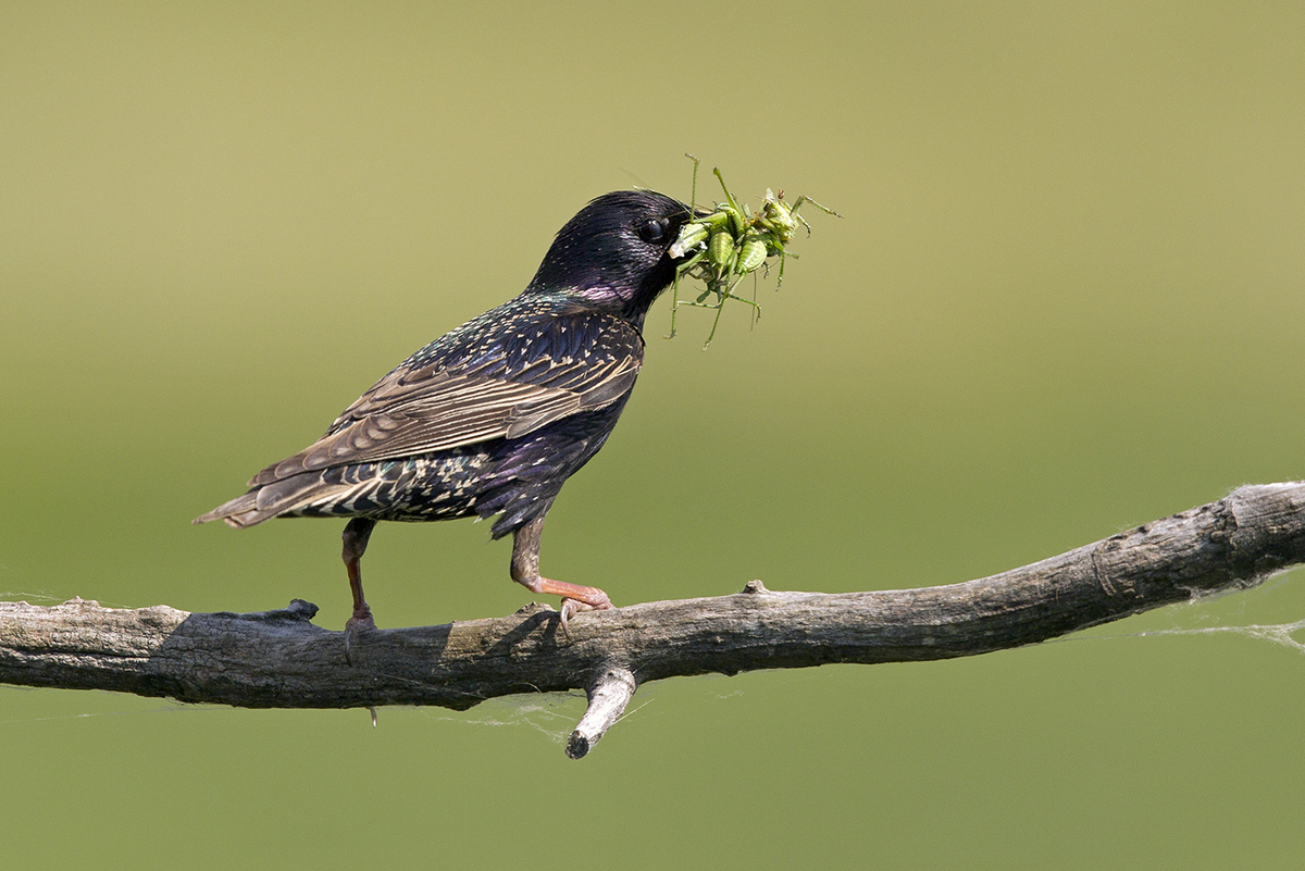 Bernáth Sándor dr. 