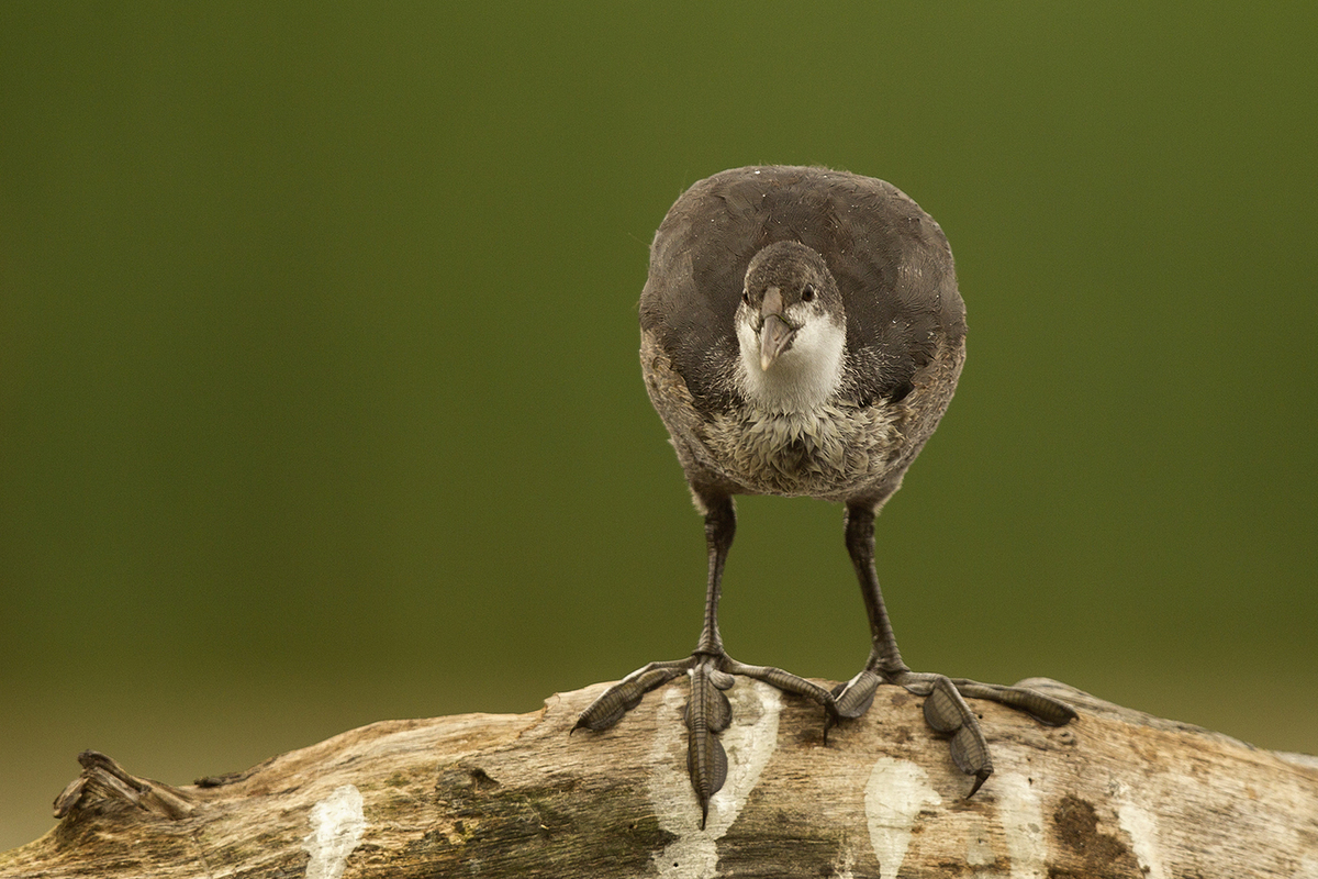 Bernáth Sándor dr. 