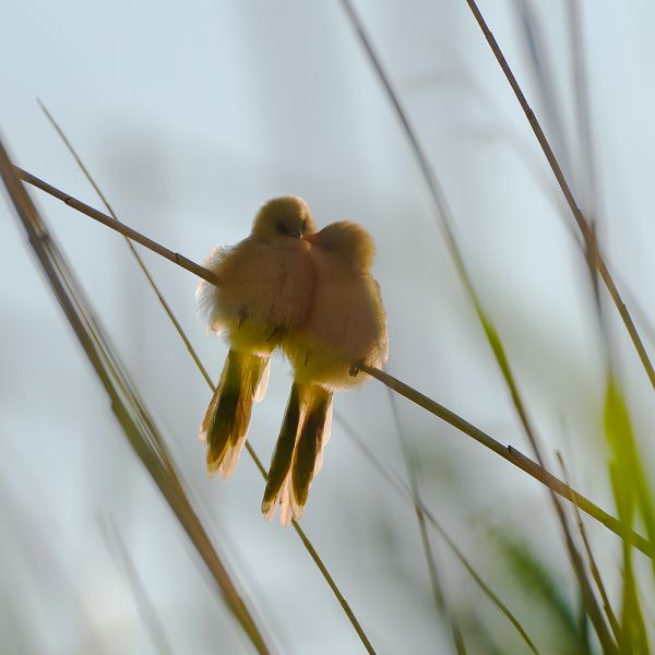 Pusszantalak Drágám