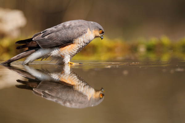 Tükröm, tükröm ...