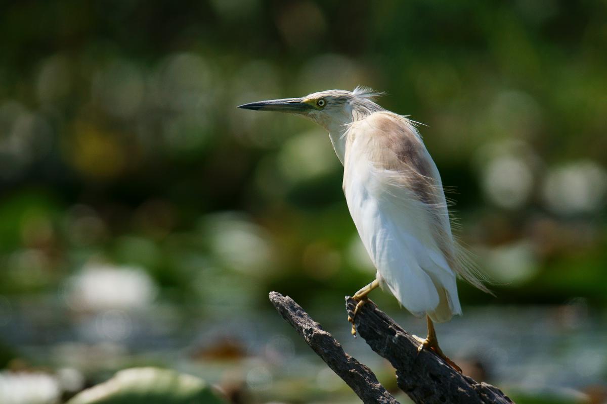 Kalmár Lajos Gábor