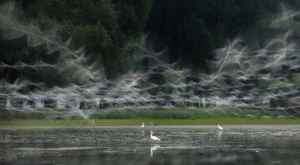 Ártéri csendélet&#39;