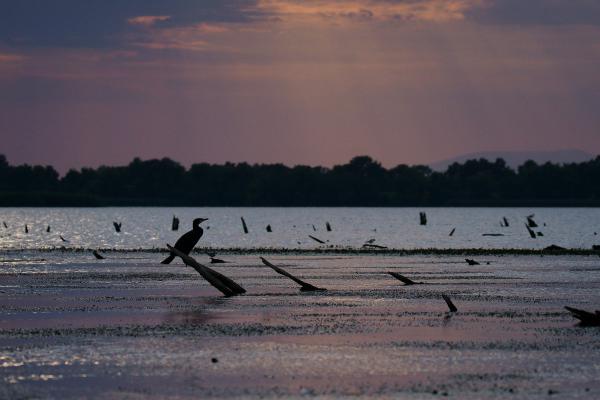 Csendélet kormoránnal