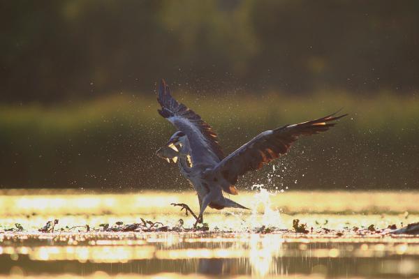 Ellenfényes vacsora