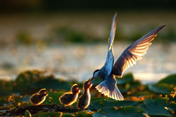 Aki nem lép egyszerre...