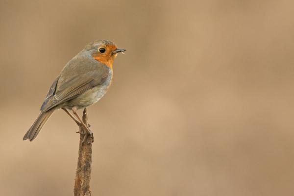 Ízelt láb a csőrön