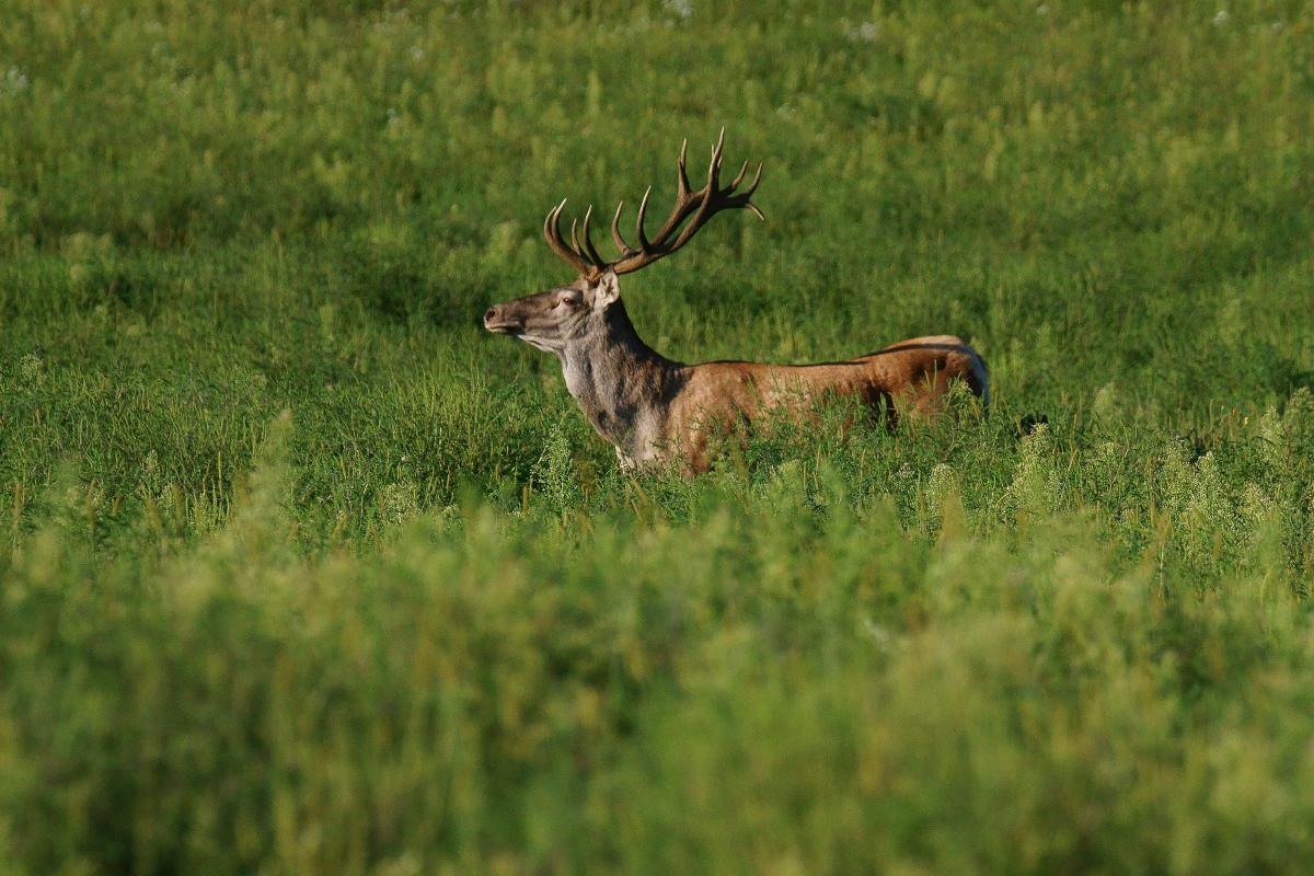 Kalmár Lajos Gábor
