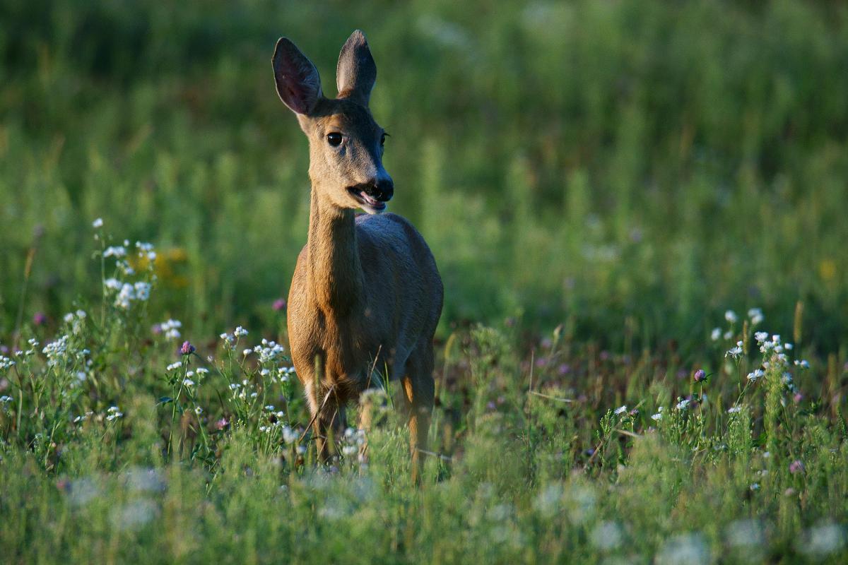 Kalmár Lajos Gábor