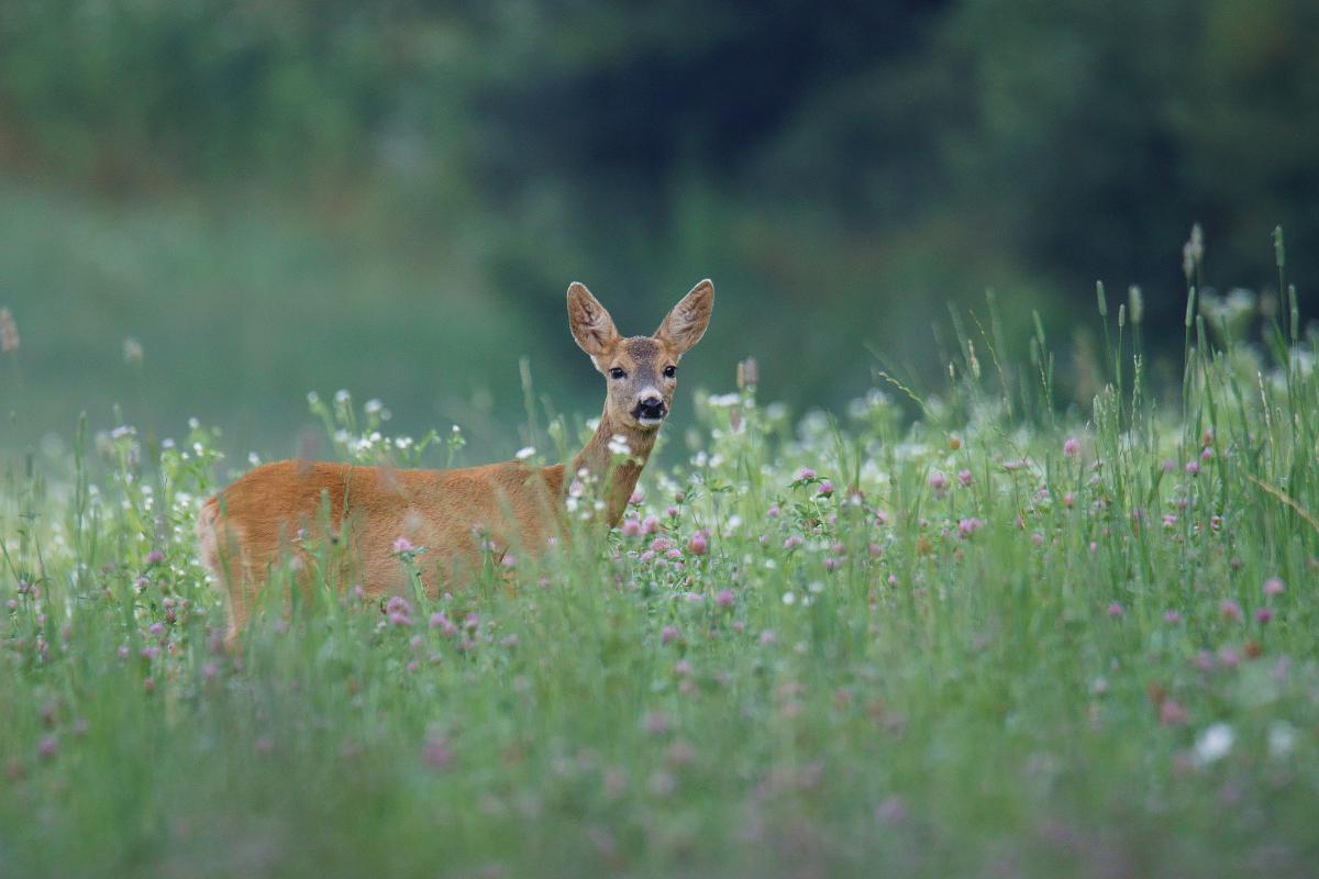Kalmár Lajos Gábor