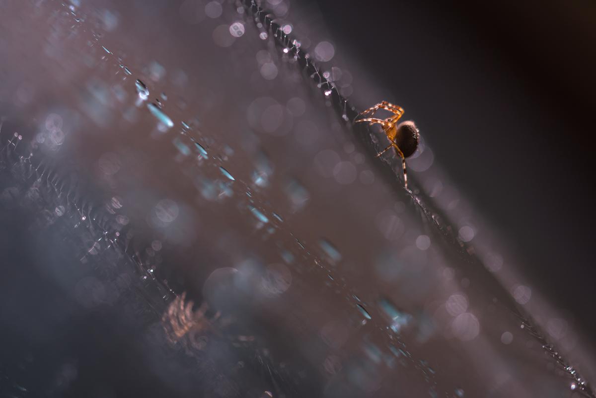 Darányiné Bakos Éva